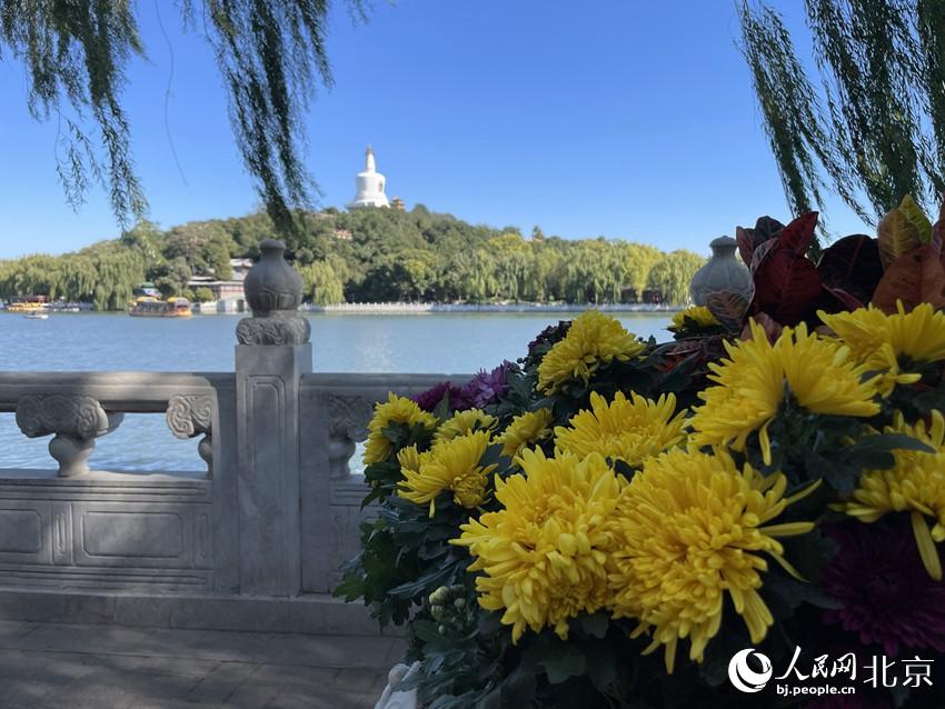 Over 15,000 chrysanthemums blossom in Beijing park