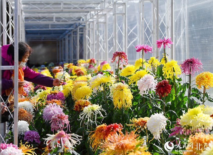 Over 15,000 chrysanthemums blossom in Beijing park