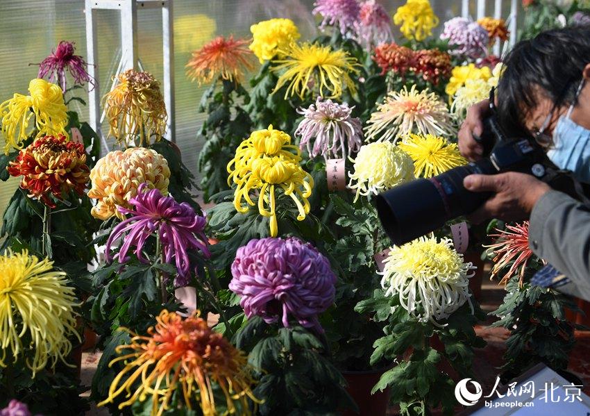 Over 15,000 chrysanthemums blossom in Beijing park