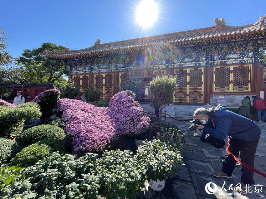 Over 15,000 chrysanthemums blossom in Beijing park