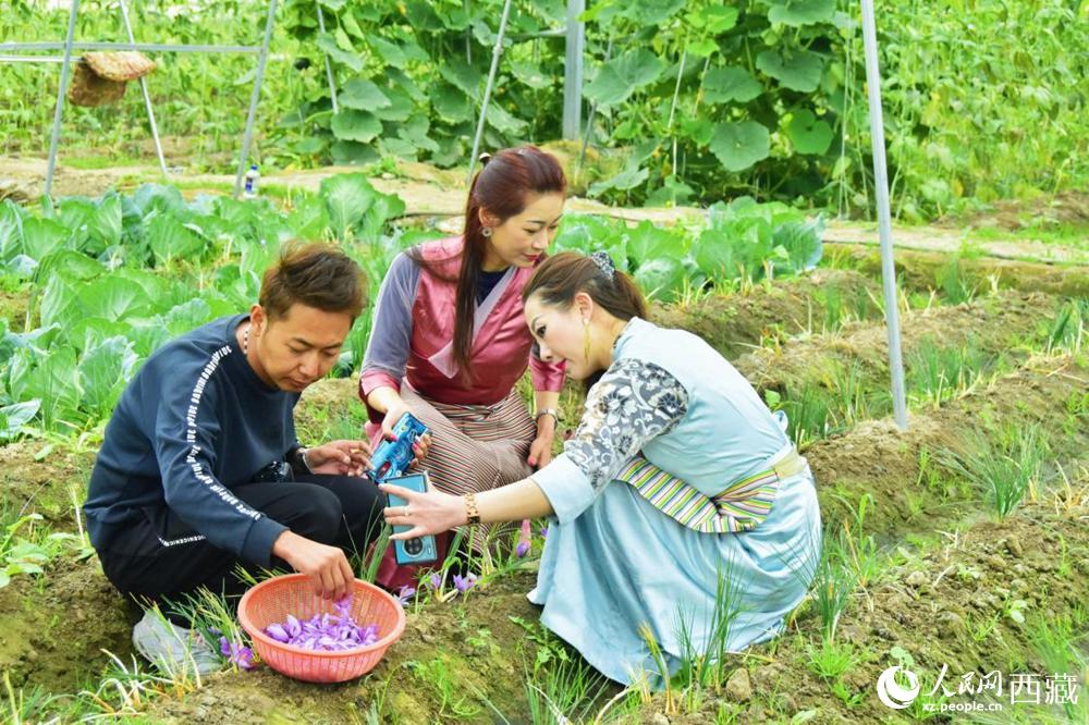 Saffron crocus ushers in a bumper crop in SW China's Tibet 