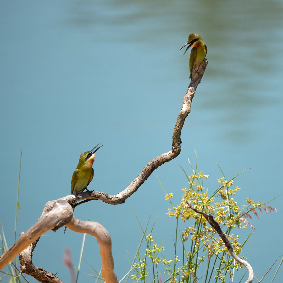 S China's Haikou sees bee-eater population rise from 26 to 72 in four years