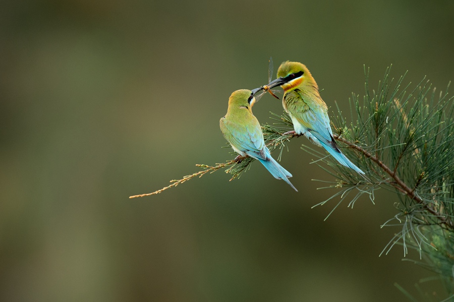 S China's Haikou sees bee-eater population rise from 26 to 72 in four years