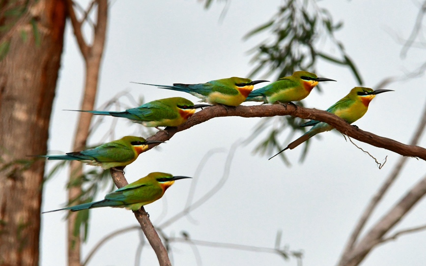S China's Haikou sees bee-eater population rise from 26 to 72 in four years