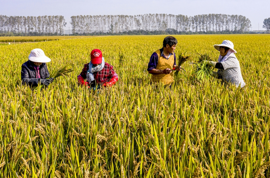 County in E China’s Anhui promotes planting of superior rice varieties