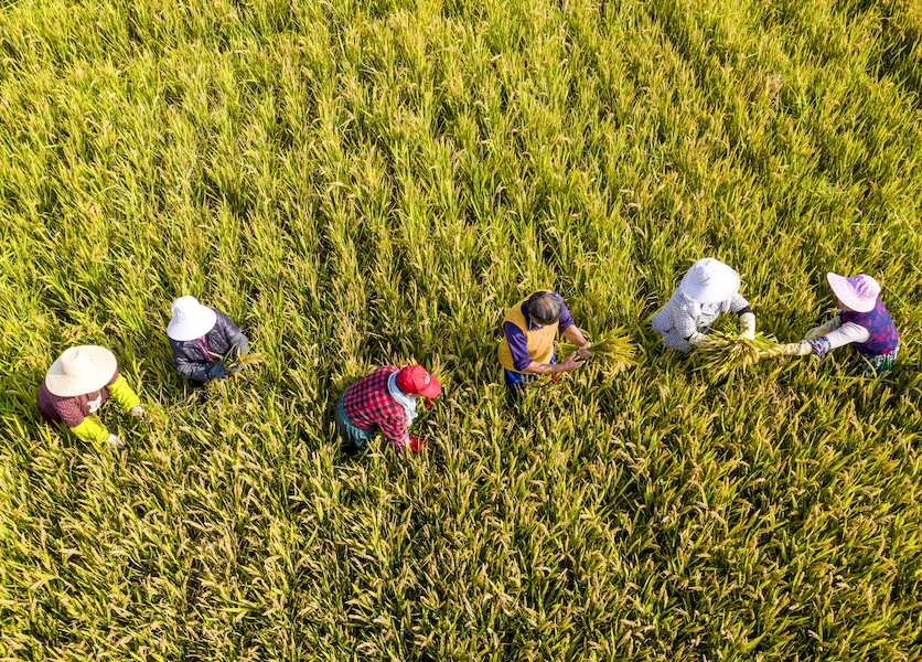 County in E China’s Anhui promotes planting of superior rice varieties