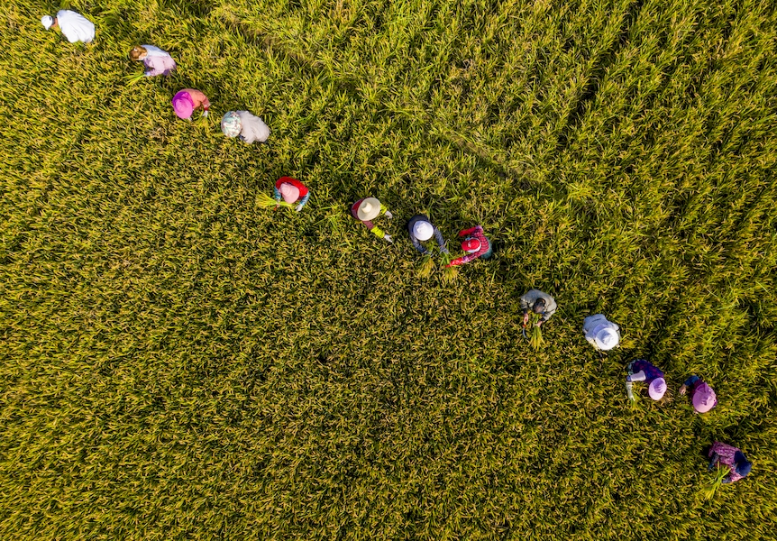 County in E China’s Anhui promotes planting of superior rice varieties