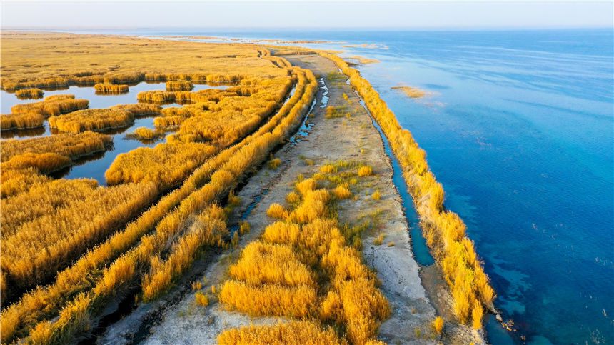 Golden reed flowers brighten Bosten Lake in NW China's Xinjiang