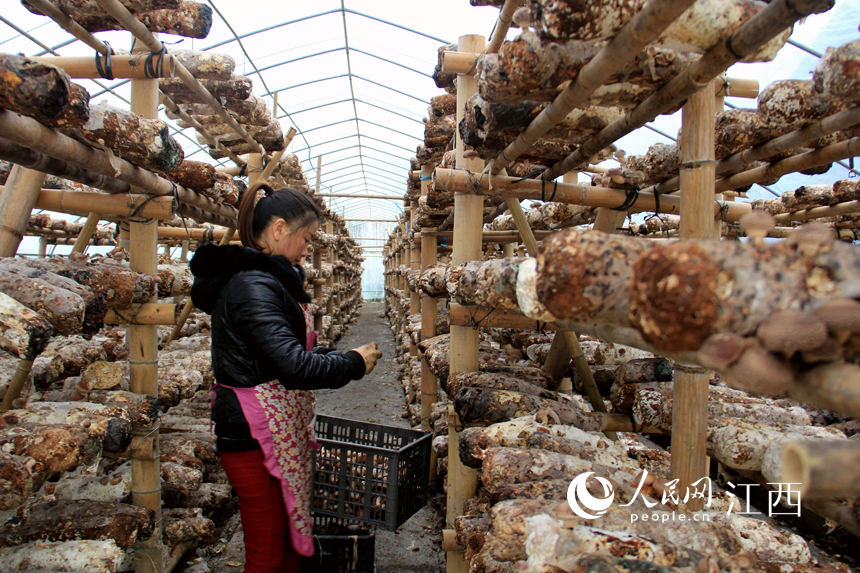 Farmers busy themselves harvesting shiitake mushrooms in E China's Jiujiang