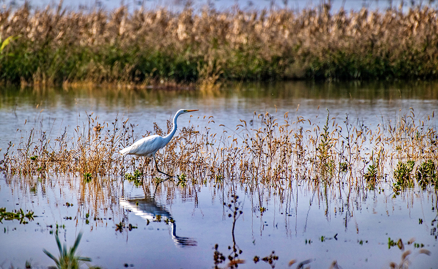 Wild birds overwinter in N China's Yuncheng Salt Lake