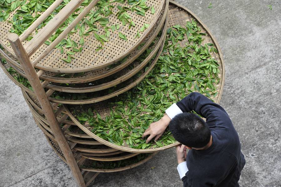 Tea-maker in southeast China’s Fujian pushes boundaries through new technology