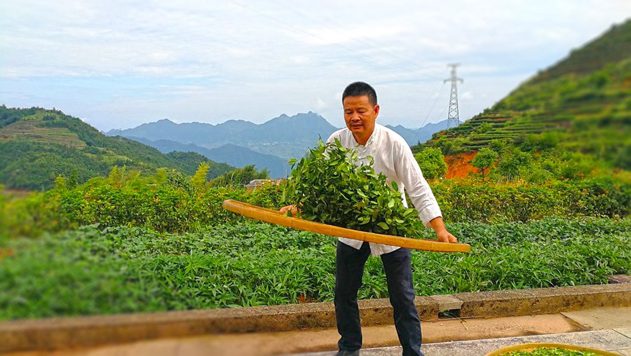 Tea-maker in southeast China’s Fujian pushes boundaries through new technology