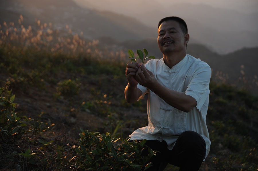 Tea-maker in southeast China’s Fujian pushes boundaries through new technology