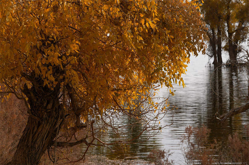 Desert poplars bring sea of gold to NW China's Xinjiang