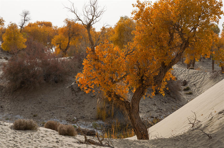 Desert poplars bring sea of gold to NW China's Xinjiang