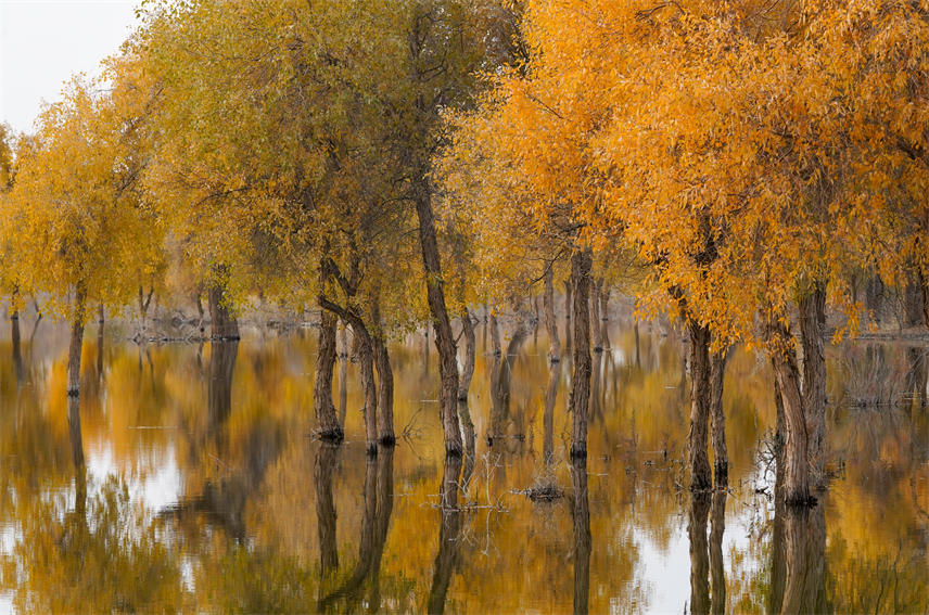 Desert poplars bring sea of gold to NW China's Xinjiang