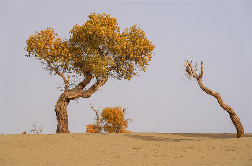 Desert poplars bring sea of gold to NW China's Xinjiang