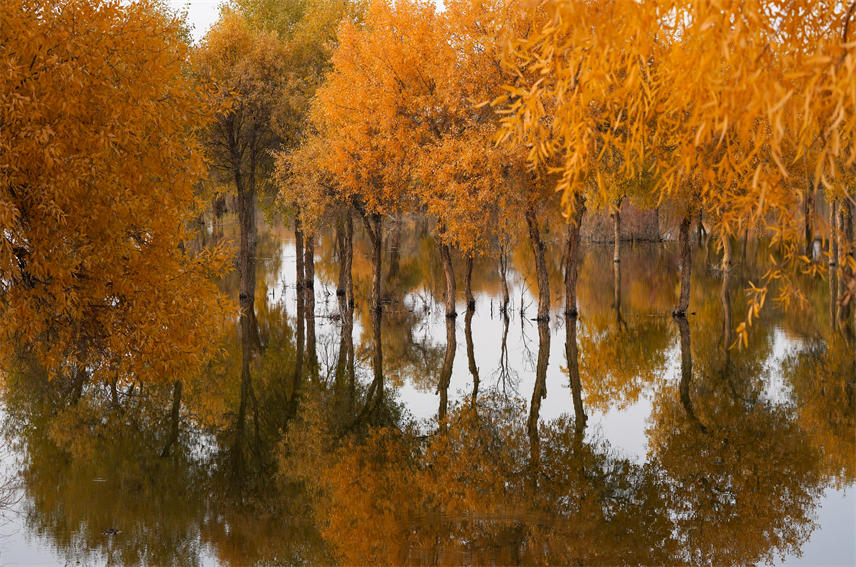 Desert poplars bring sea of gold to NW China's Xinjiang