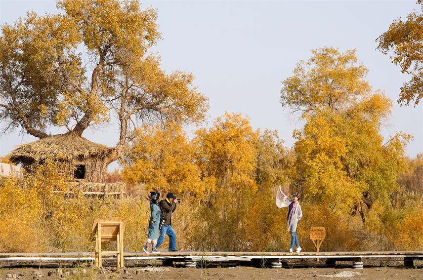 Desert poplars bring sea of gold to NW China's Xinjiang