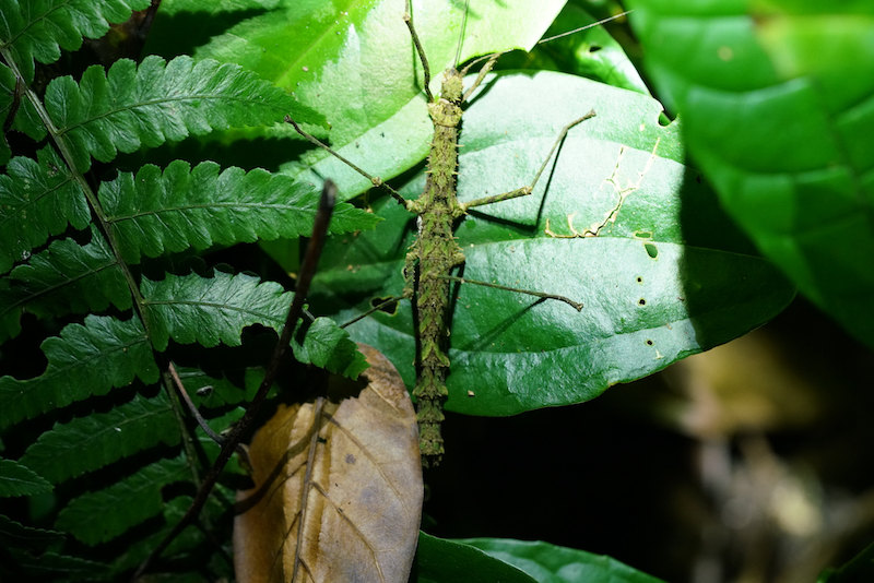 Paradise of insects: Hainan Tropical Rainforest National Park