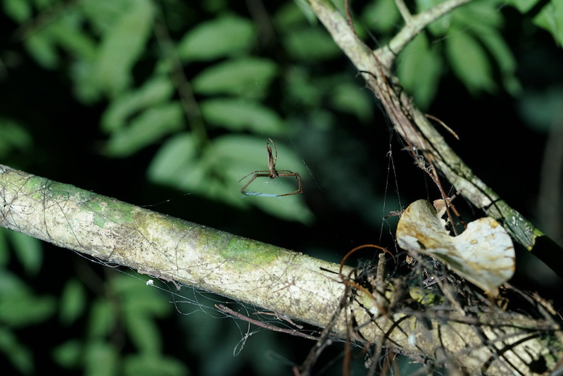 Paradise of insects: Hainan Tropical Rainforest National Park