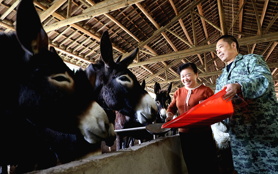 Donkey raising brings fortune to couple in E China's Anhui