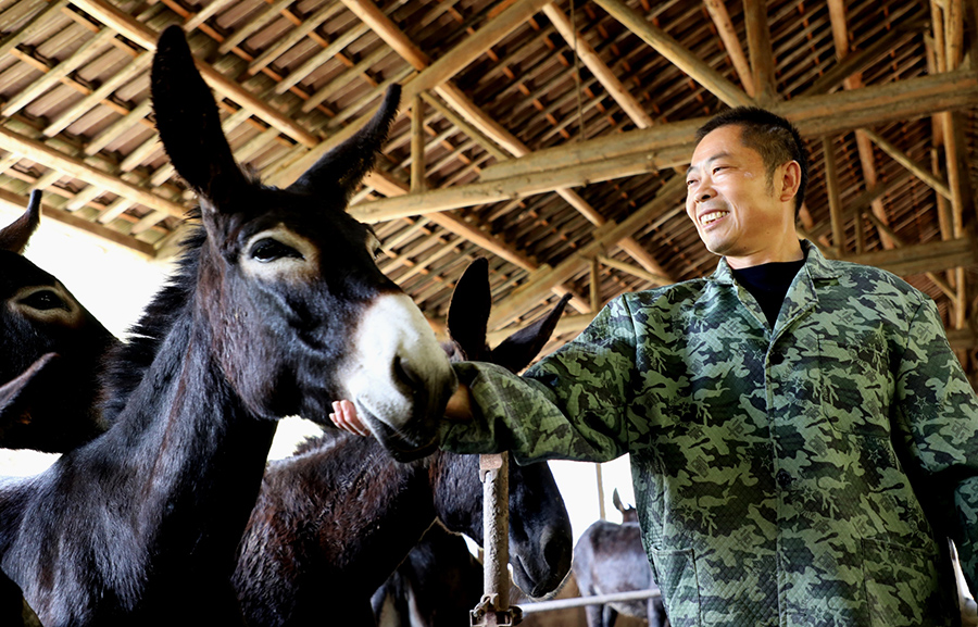 Donkey raising brings fortune to couple in E China's Anhui