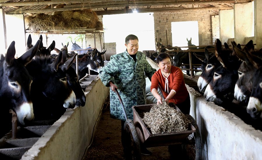 Donkey raising brings fortune to couple in E China's Anhui