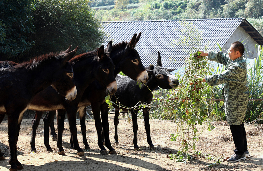 Donkey raising brings fortune to couple in E China's Anhui