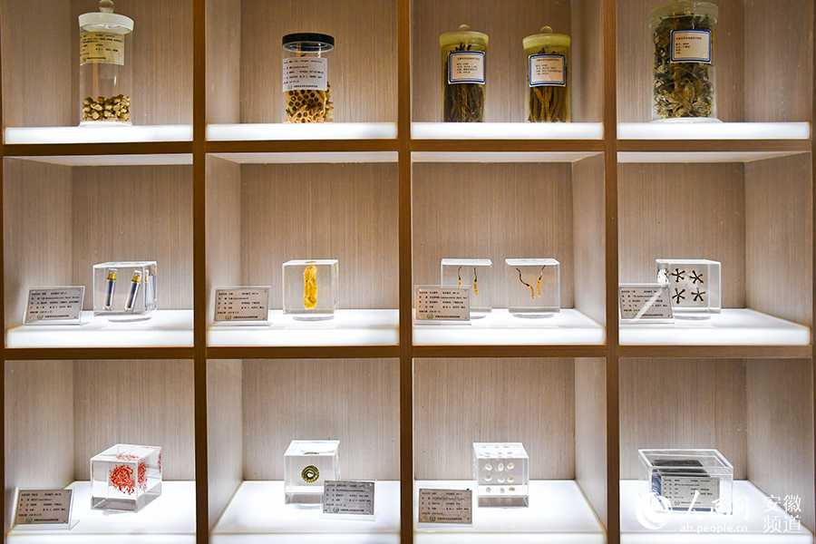 Over 10,000 medicinal specimens in E China's Anhui showcase splendid history of TCM research