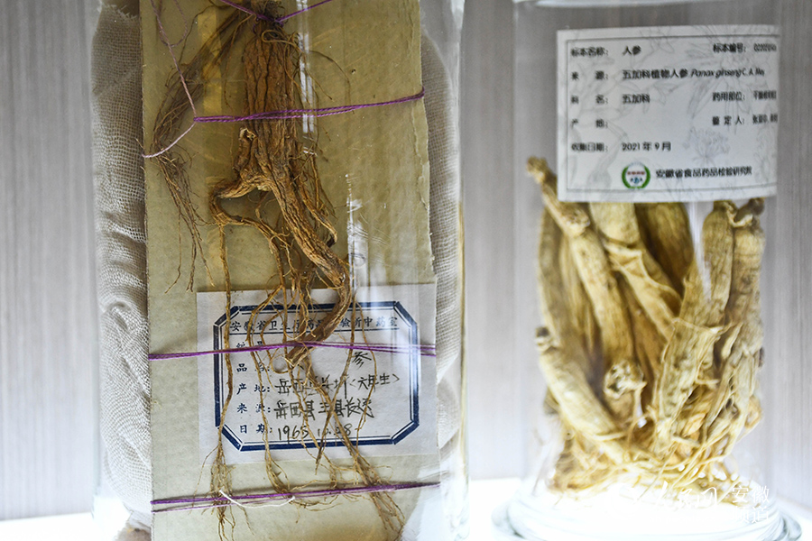 Over 10,000 medicinal specimens in E China's Anhui showcase splendid history of TCM research