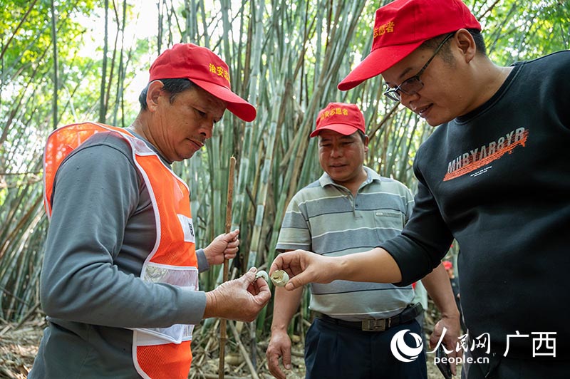 Village in Guangxi sees increasing number of egrets thanks to efforts of bird rangers