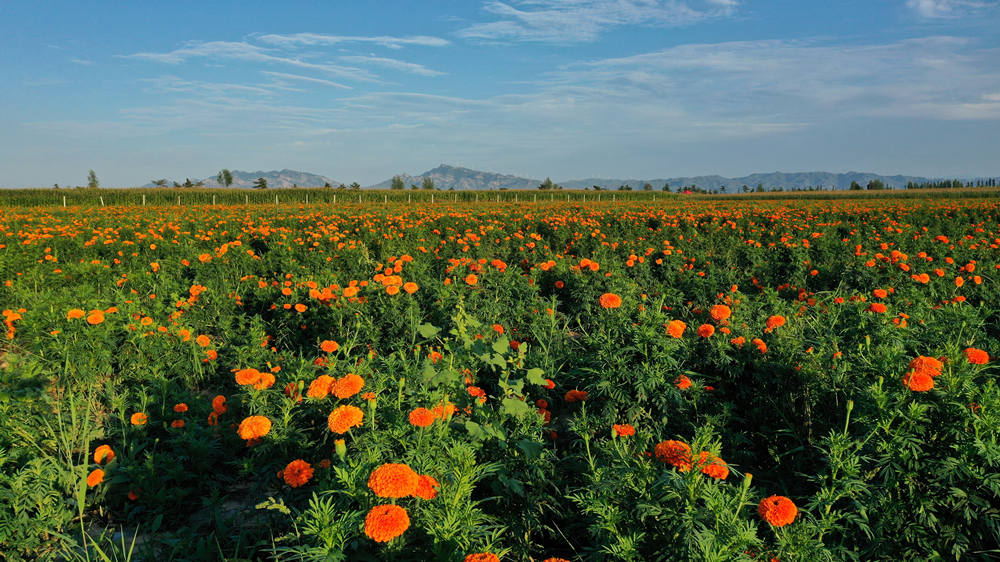 Village in N China’s Shanxi embraces prosperity through marigold industry