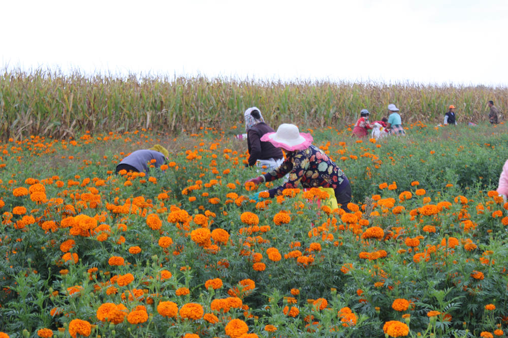 Village in N China’s Shanxi embraces prosperity through marigold industry
