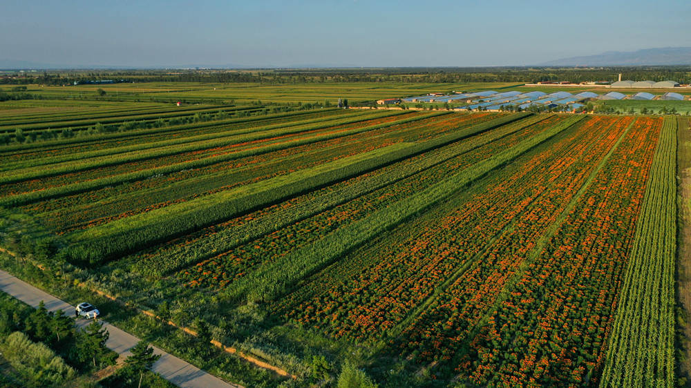 Village in N China’s Shanxi embraces prosperity through marigold industry