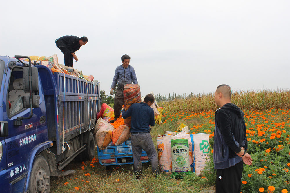 Village in N China’s Shanxi embraces prosperity through marigold industry