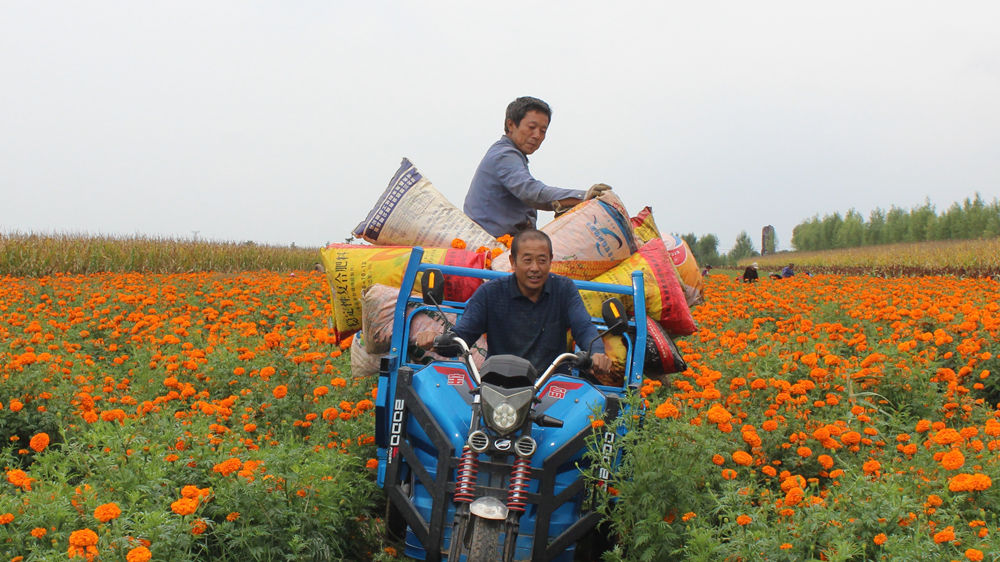 Village in N China’s Shanxi embraces prosperity through marigold industry