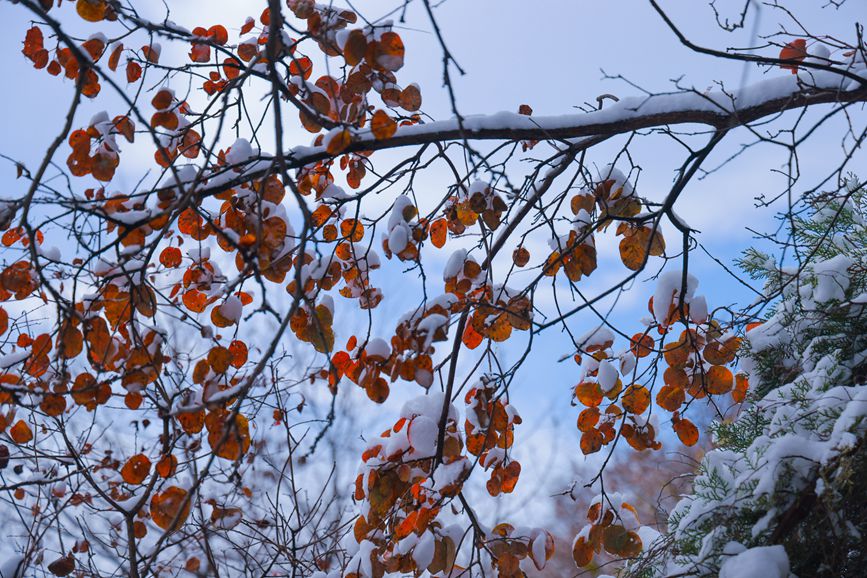 Yuntai Mountain in Central China's Henan: Shimmering silver snows adorn scenes of red autumnal leaves