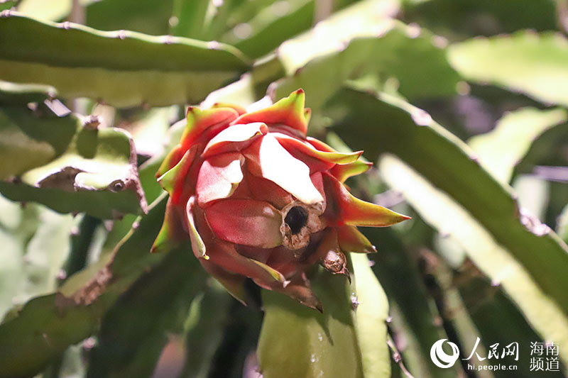 Off-season dragon fruit planting bring wealth to villagers in S China's Hainan