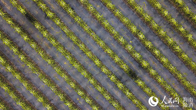 Off-season dragon fruit planting bring wealth to villagers in S China's Hainan