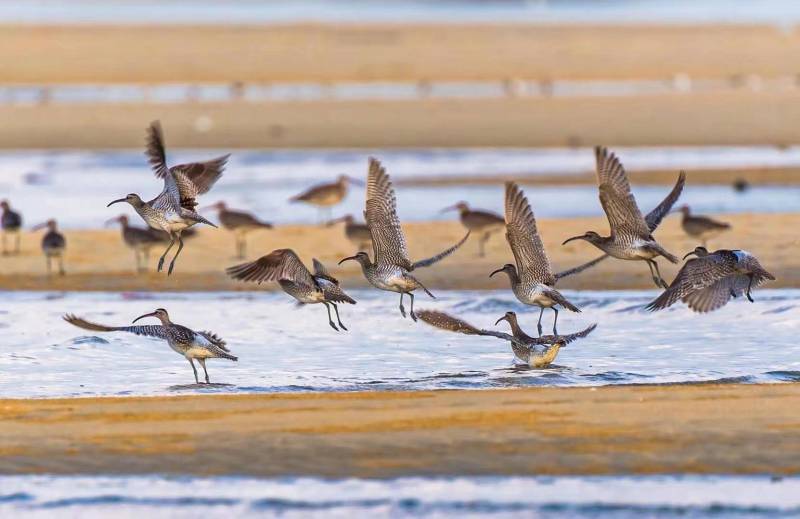 First batch of “Arctic visitors” arrive in Beihai, S China’s Guangxi