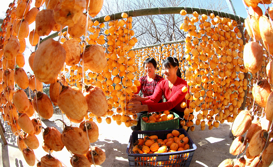 Persimmons enter harvest season in village in E China’s Anhui