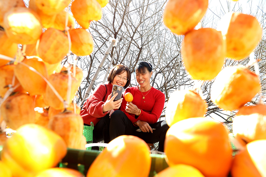 Persimmons enter harvest season in village in E China’s Anhui