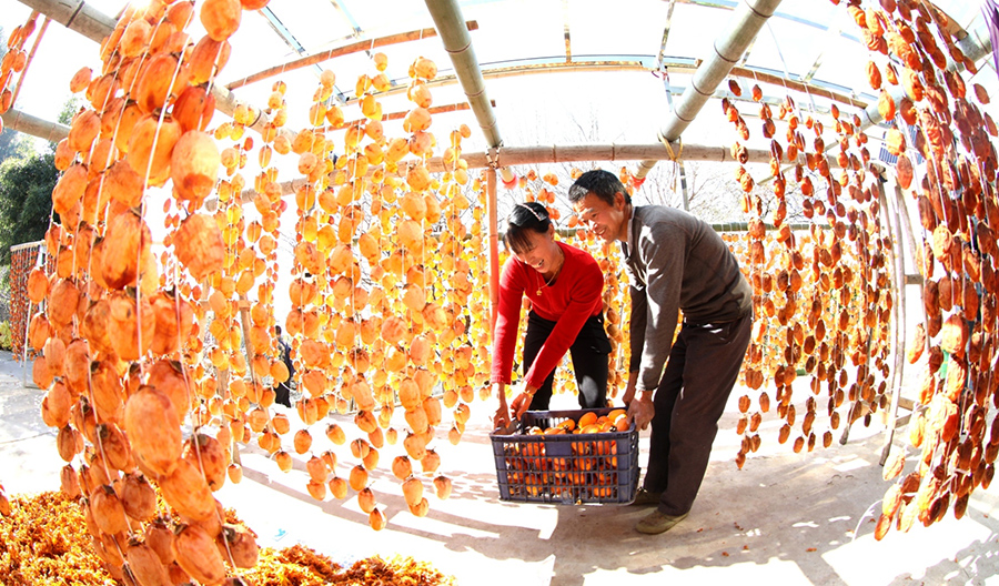 Persimmons enter harvest season in village in E China’s Anhui