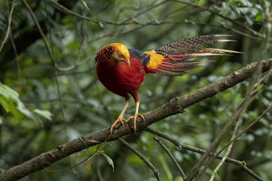 Rare and endangered wild species achieve restorative growth in SW China’s Chongqing