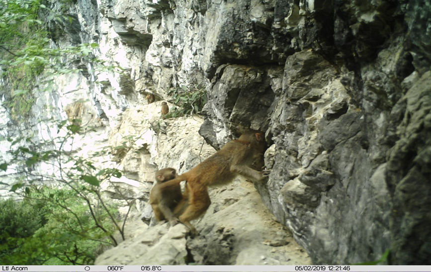 Rare and endangered wild species achieve restorative growth in SW China’s Chongqing