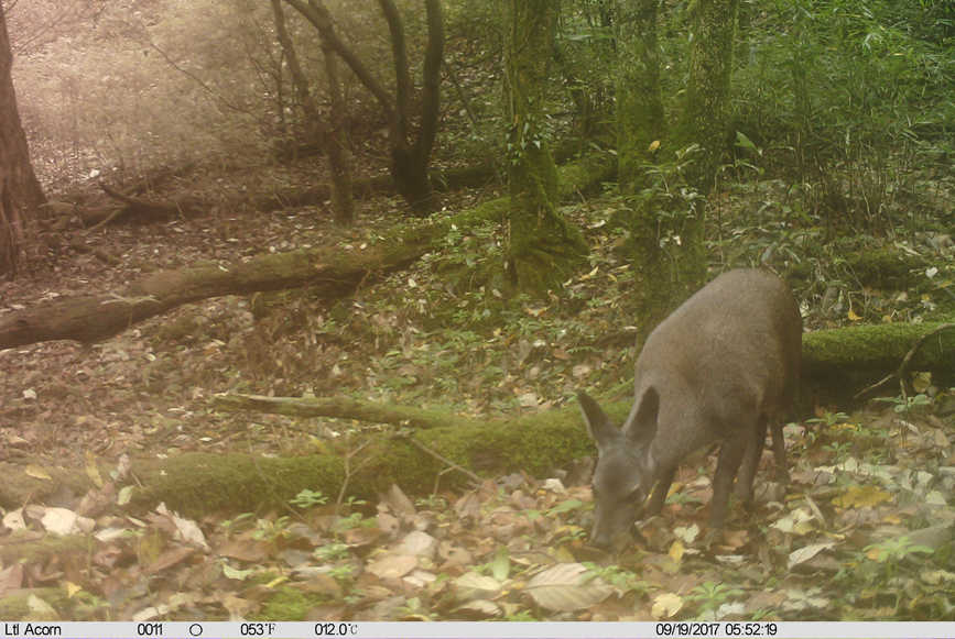 Rare and endangered wild species achieve restorative growth in SW China’s Chongqing