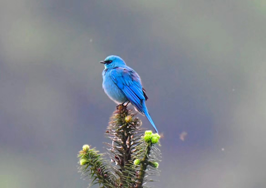 Rare and endangered wild species achieve restorative growth in SW China’s Chongqing