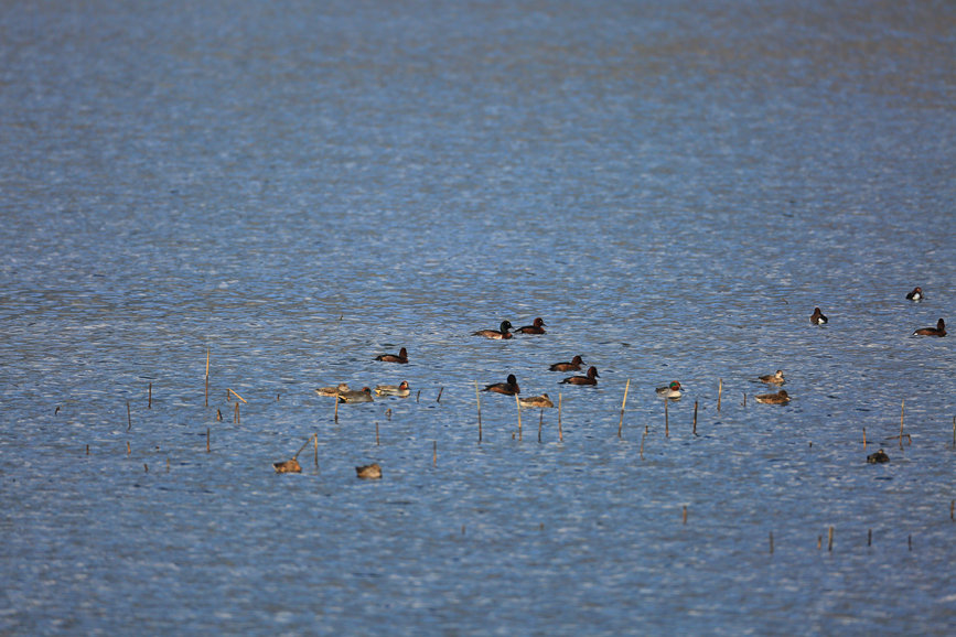 Rare and endangered wild species achieve restorative growth in SW China’s Chongqing