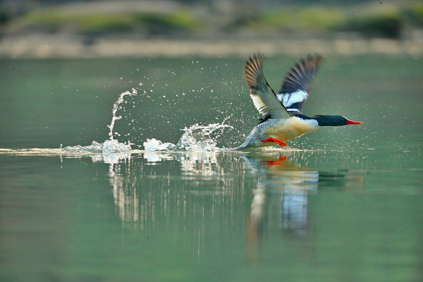 Rare and endangered wild species achieve restorative growth in SW China’s Chongqing